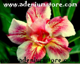 (image for) Adenium Obesum Seeds \'Double Bright Moon\' (5 Seeds)